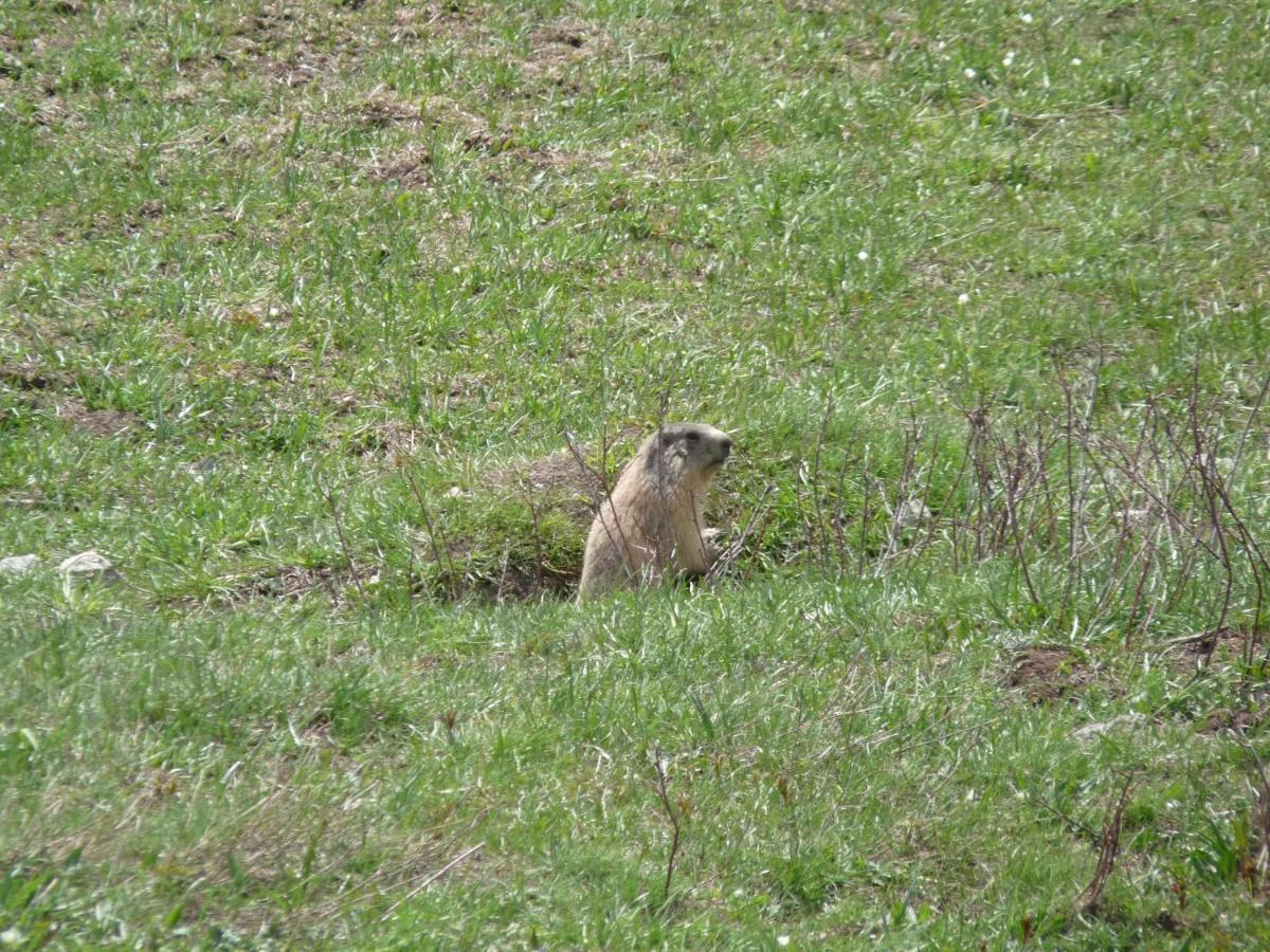 Les Marmottes D Estenc Экстерьер фото